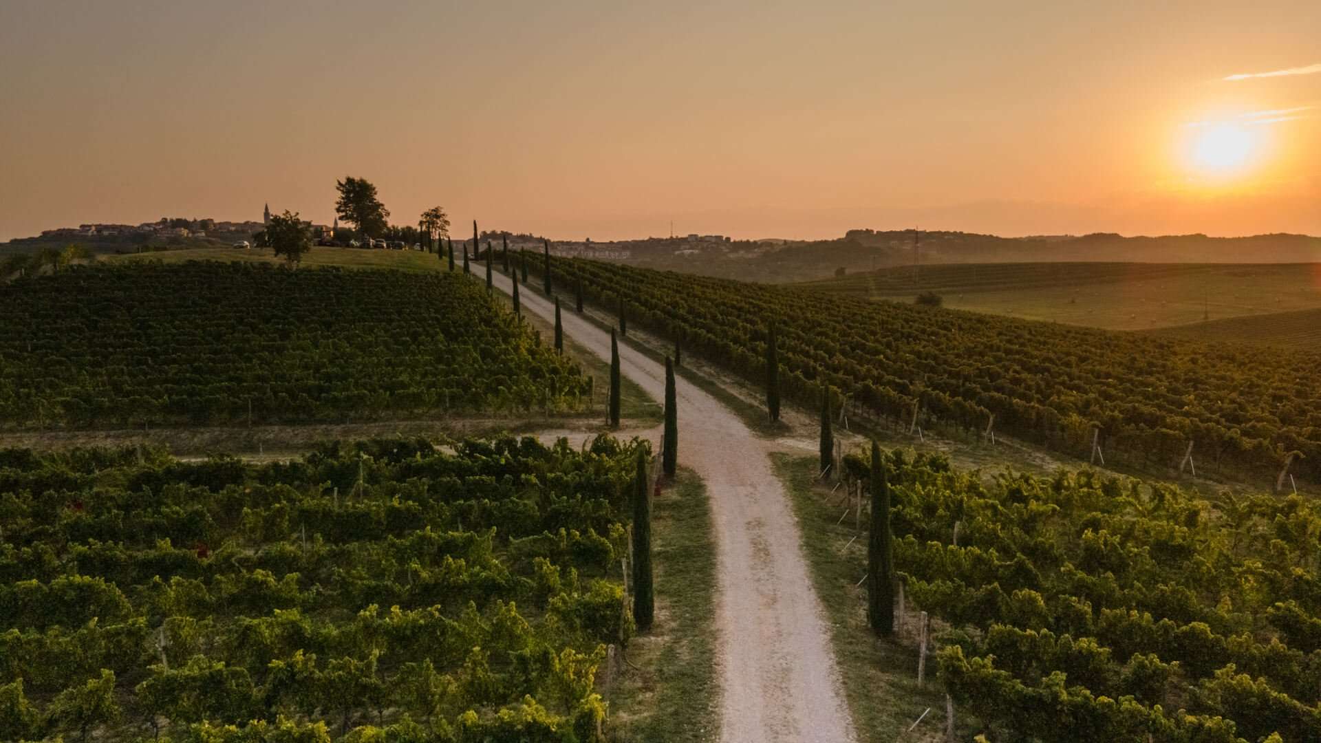 Vinarija-Kozlovic-Nasa-vala-Nasi-vinogradi